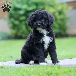 Andy, Miniature Poodle Puppy