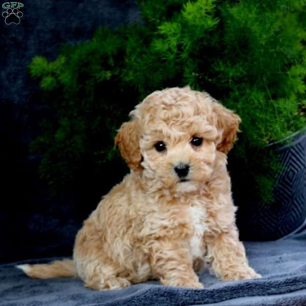 Andy, Bich-Poo Puppy