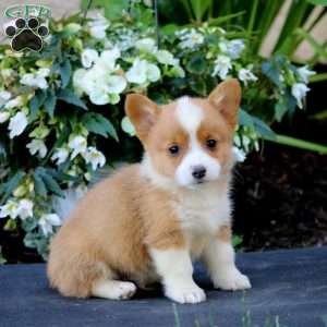 Andy, Pembroke Welsh Corgi Puppy