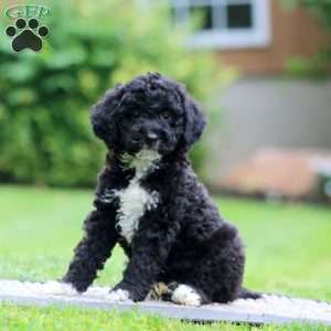 Andy, Miniature Poodle Puppy