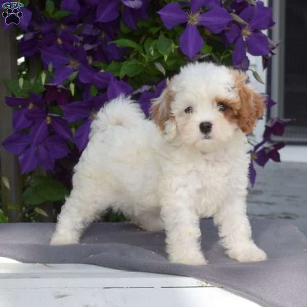 Angel, Cavapoo Puppy