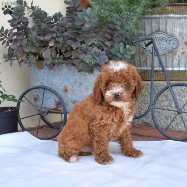 Angel, Miniature Poodle Puppy
