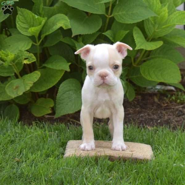Angel, Boston Terrier Puppy