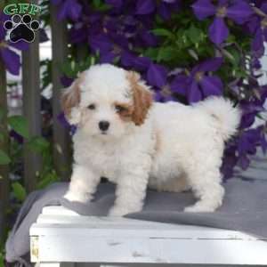 Angel, Cavapoo Puppy