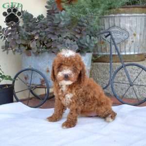 Angel, Miniature Poodle Puppy