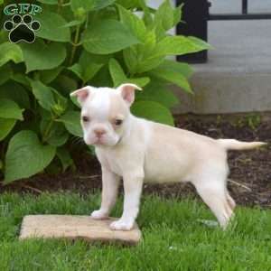 Angel, Boston Terrier Puppy