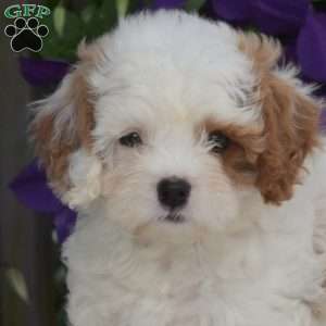 Angel, Cavapoo Puppy