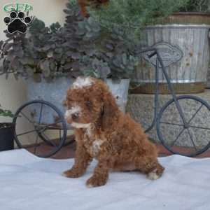 Angel, Miniature Poodle Puppy