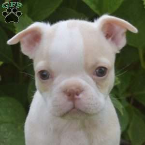 Angel, Boston Terrier Puppy