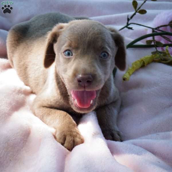 Angel, Silver Labrador Retriever Puppy