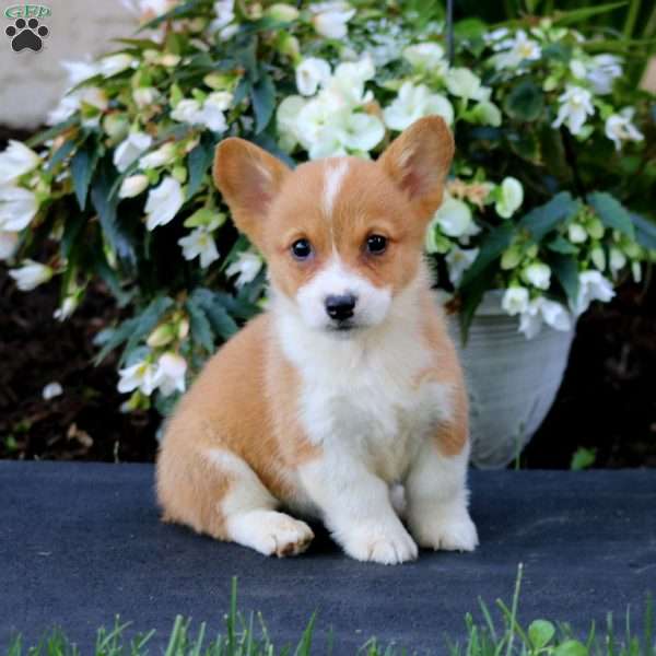 Angela, Pembroke Welsh Corgi Puppy