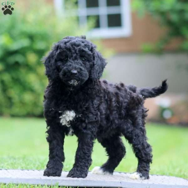 Angela, Miniature Poodle Puppy