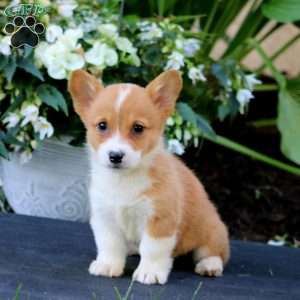 Angela, Pembroke Welsh Corgi Puppy