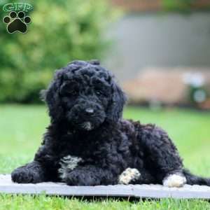 Angela, Miniature Poodle Puppy