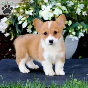 Angela, Pembroke Welsh Corgi Puppy