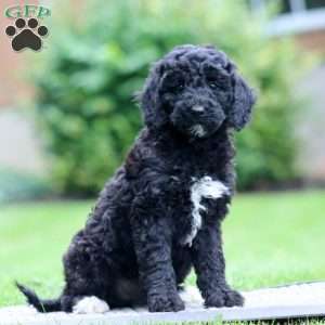 Angela, Miniature Poodle Puppy
