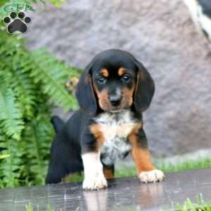 Angela, Beagle Puppy