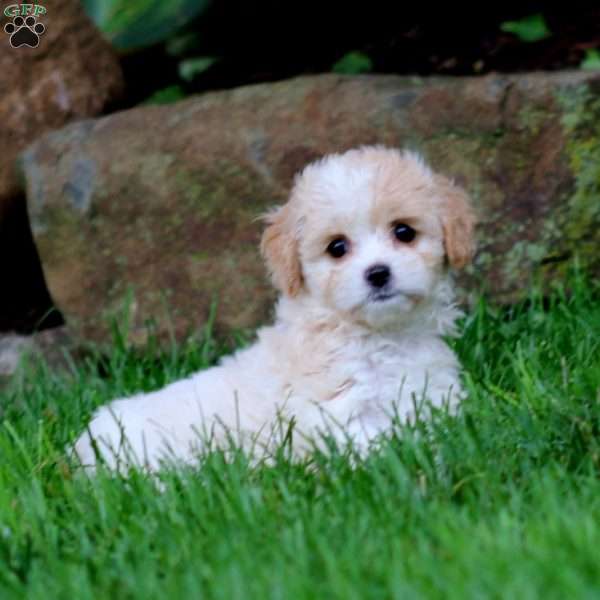 Anita, Cavachon Puppy
