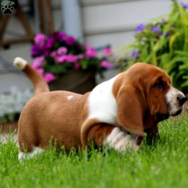 Ann, Basset Hound Puppy