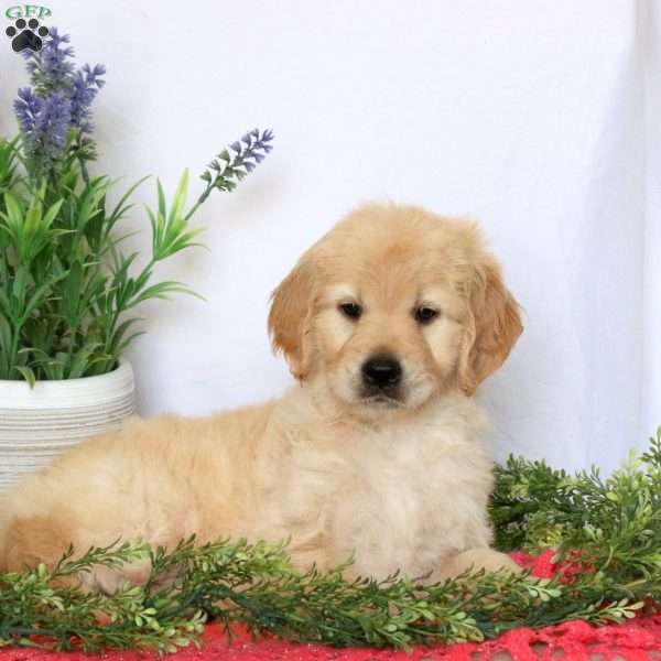 Anna, Goldendoodle Puppy