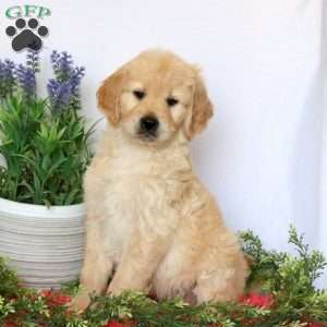 Anna, Goldendoodle Puppy