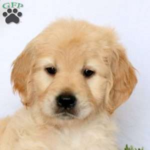 Anna, Goldendoodle Puppy