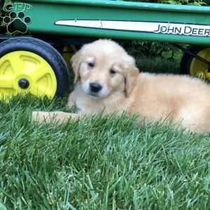 Anna, Golden Retriever Puppy