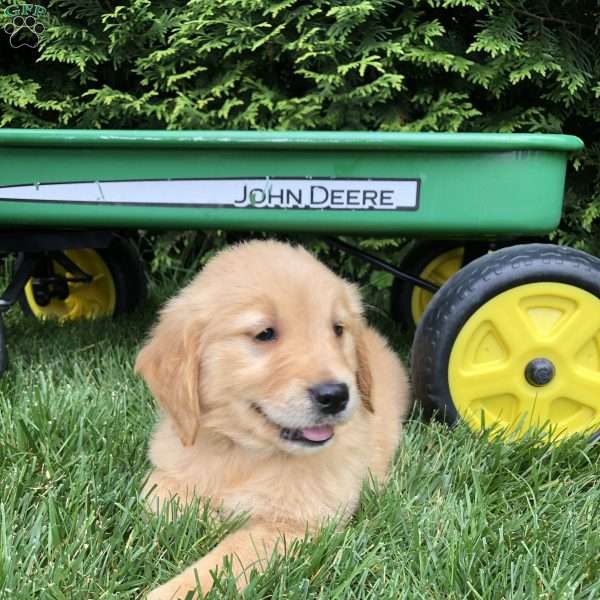 Anna, Golden Retriever Puppy