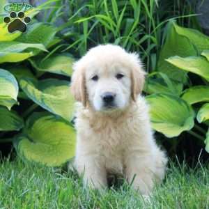 Annabelle, English Cream Golden Retriever Puppy