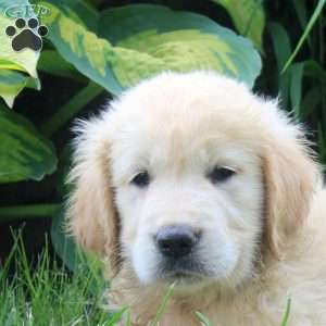 Annabelle, English Cream Golden Retriever Puppy