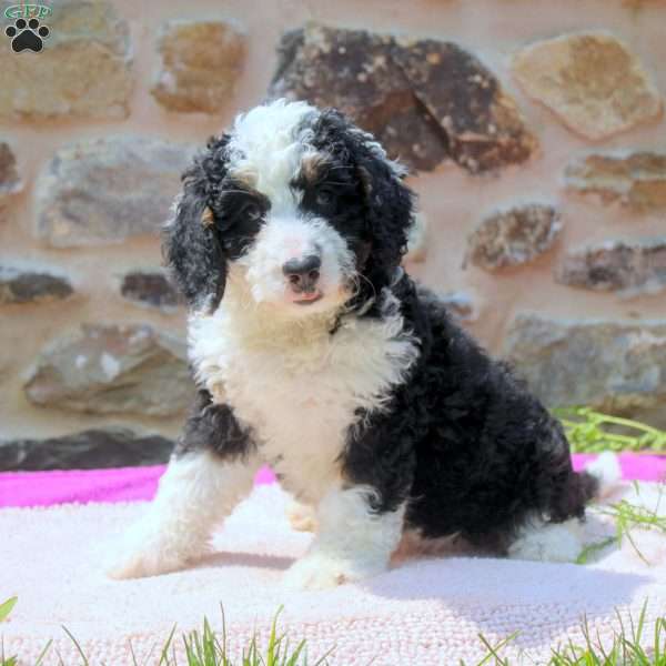 Annie, Mini Bernedoodle Puppy