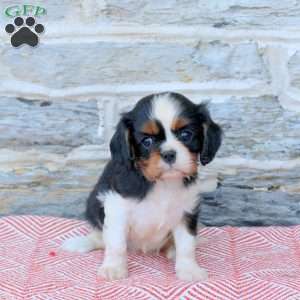Annie, Cavalier King Charles Spaniel Puppy