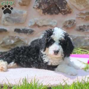Annie, Mini Bernedoodle Puppy
