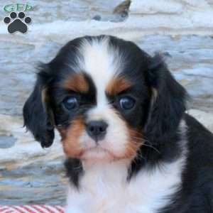 Annie, Cavalier King Charles Spaniel Puppy