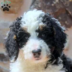 Annie, Mini Bernedoodle Puppy