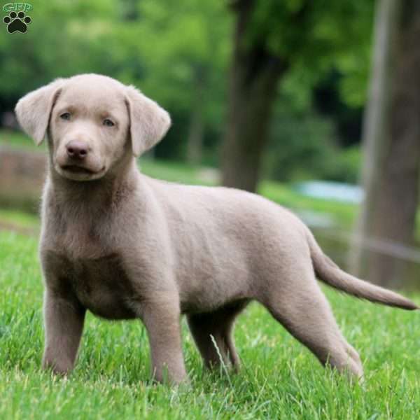 Annie, Silver Labrador Retriever Puppy