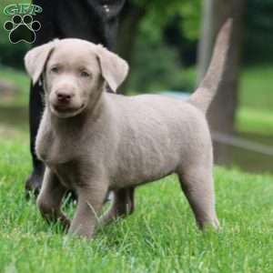 Annie, Silver Labrador Retriever Puppy
