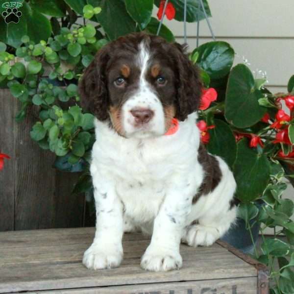Ansel, English Springer Spaniel Puppy