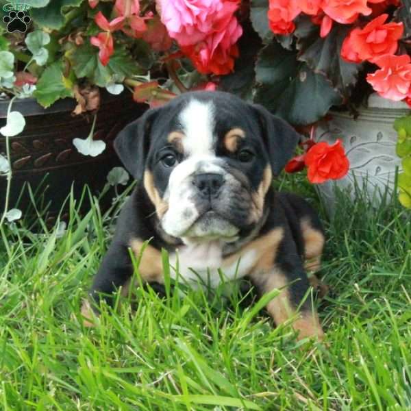 Ansel, English Bulldog Puppy