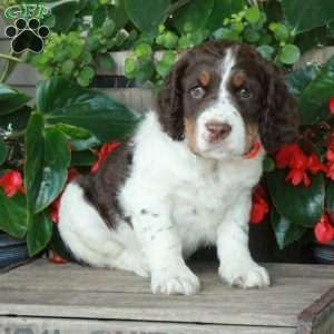 Ansel, English Springer Spaniel Puppy