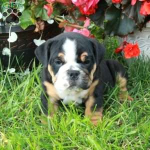 Ansel, English Bulldog Puppy