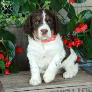 Ansel, English Springer Spaniel Puppy