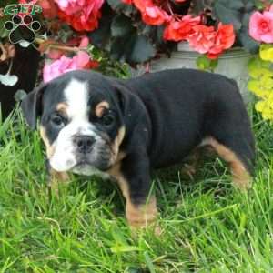 Ansel, English Bulldog Puppy