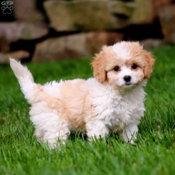 April, Cavachon Puppy