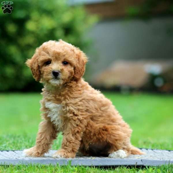 April, Miniature Poodle Puppy