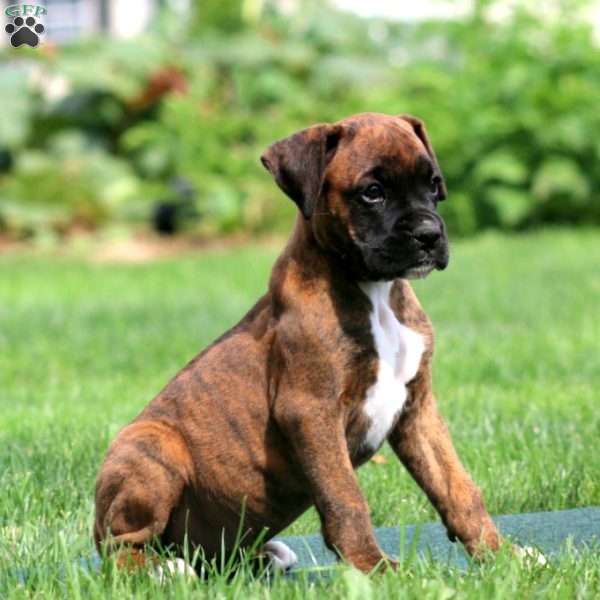 April, Boxer Puppy