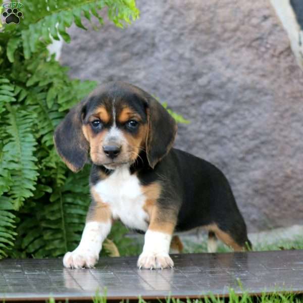 April, Beagle Puppy