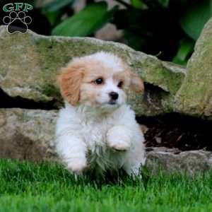 April, Cavachon Puppy