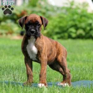 April, Boxer Puppy
