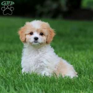 April, Cavachon Puppy